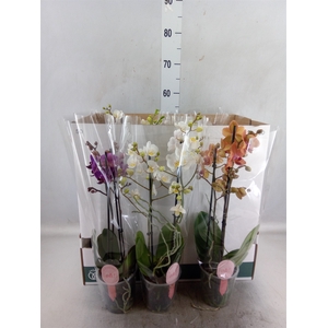 Phalaenopsis multi.   ...mix 10