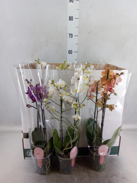 Phalaenopsis multi.   ...mix 10
