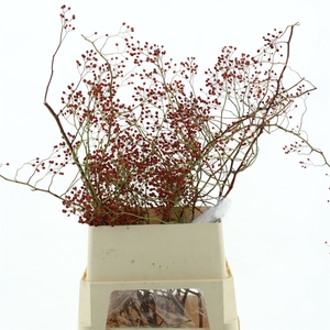 Rosa Corallo Rfruits