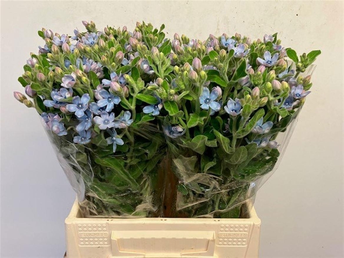 <h4>OXY CO TAN PURE BLU</h4>