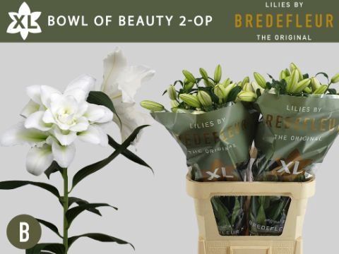 <h4>LI OR DU BO OF BEAUT 2+</h4>