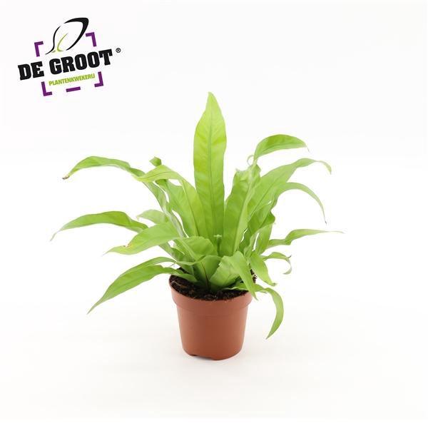 <h4>Asplenium antiquum</h4>