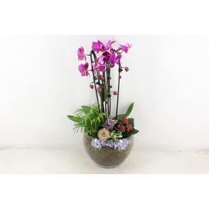 arr2 PL - Glas Henrik phal. d.lila