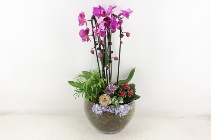 <h4>arr2 PL - Glas Henrik phal. d.lila</h4>