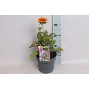 vaste planten 19 cm  Rudbeckia Summerina Butterscotch Biscuit