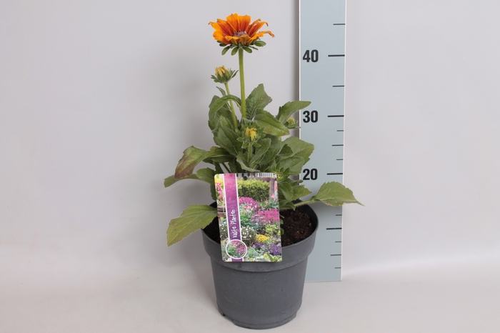 vaste planten 19 cm  Rudbeckia Summerina Butterscotch Biscuit