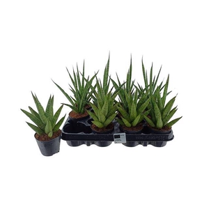 Sansevieria cylindrica