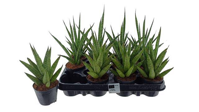 <h4>Sansevieria cylindrica</h4>