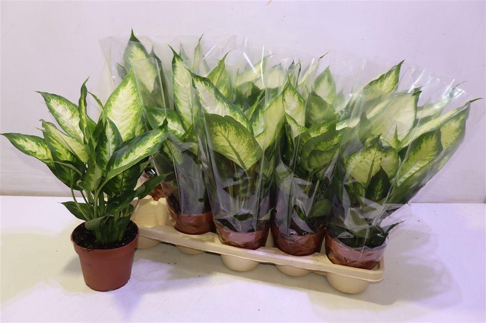 <h4>Dieff Camilla</h4>