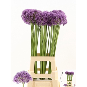 ALLIUM VIOLET BEAUTY