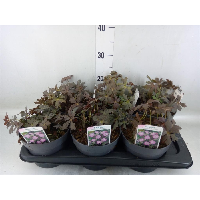 <h4>Geranium cinereum</h4>
