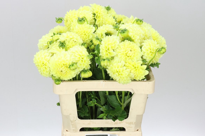 <h4>Dahlia Banana Baby</h4>