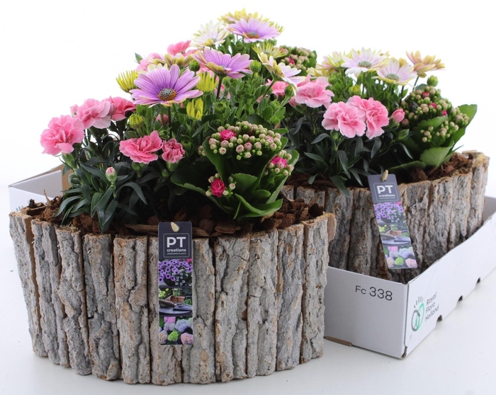 <h4>ARR TUINPLANTEN</h4>