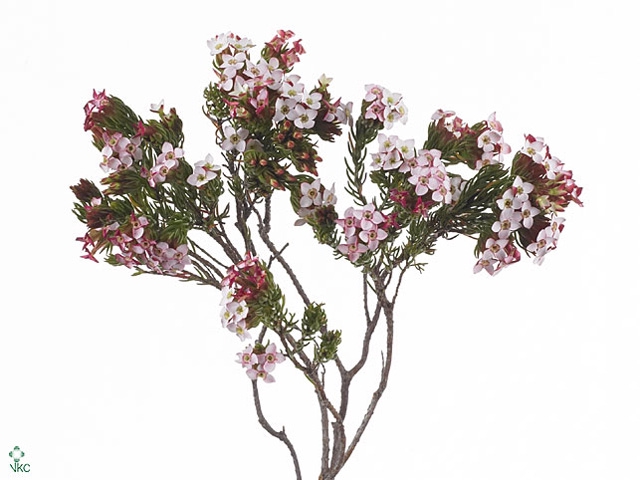 Erica Four Sisters