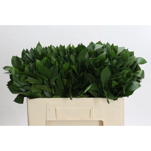 RUSCUS HYPOPHYLLUM