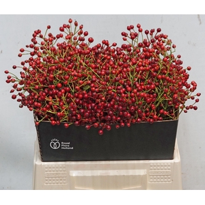 ROSA F AUTUMN SPIRIT