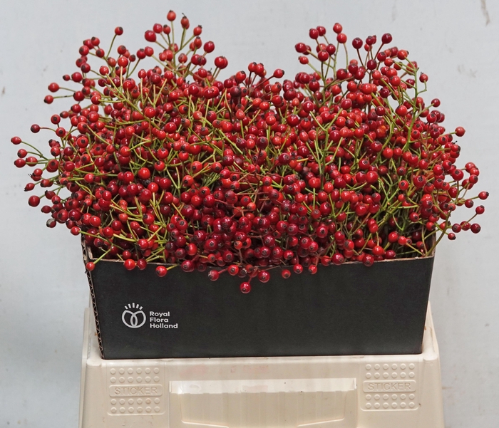 <h4>ROSA F AUTUMN SPIRIT</h4>