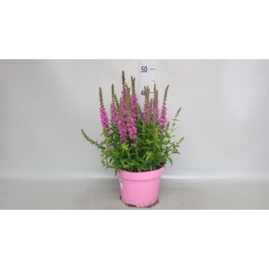Lythrum  'Robin'