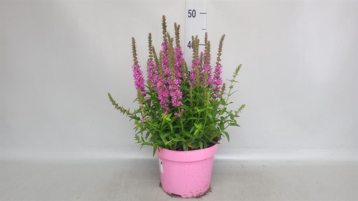<h4>Lythrum  'Robin'</h4>