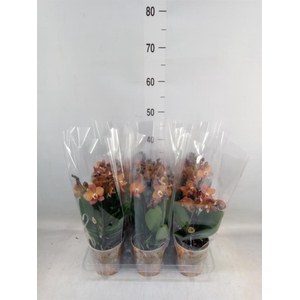 Phalaenopsis multi. 'Ant Las Vegas'