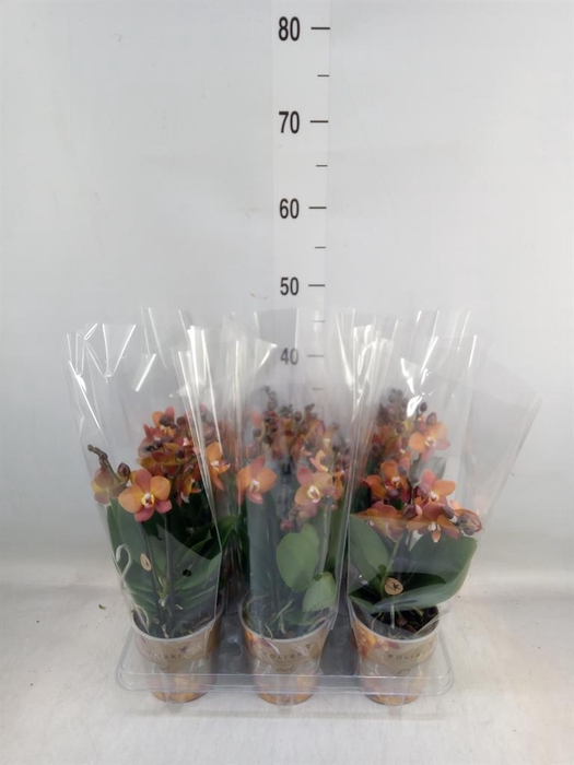 <h4>Phalaenopsis multi. 'Ant Las Vegas'</h4>