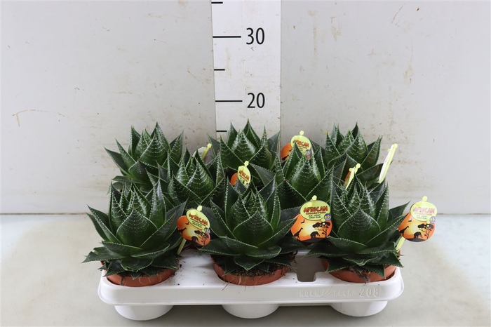 Aloe Cosmo