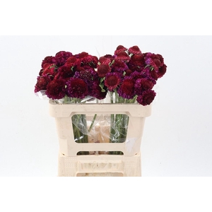 Scab At Raspberry Scoop