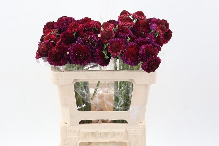 <h4>Scab At Raspberry Scoop</h4>