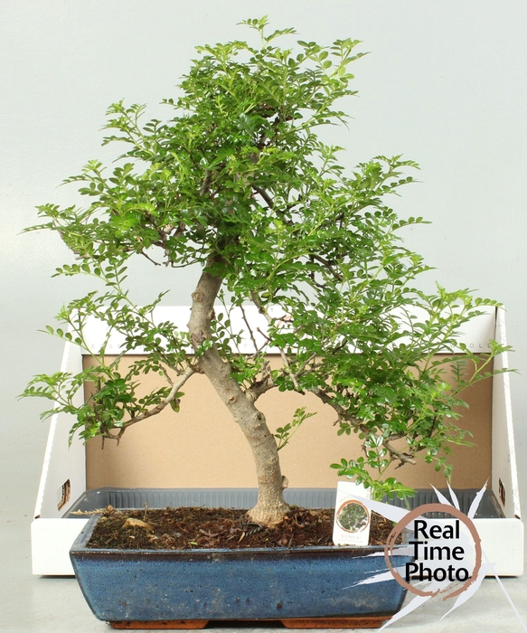 <h4>BONSAI GEM</h4>