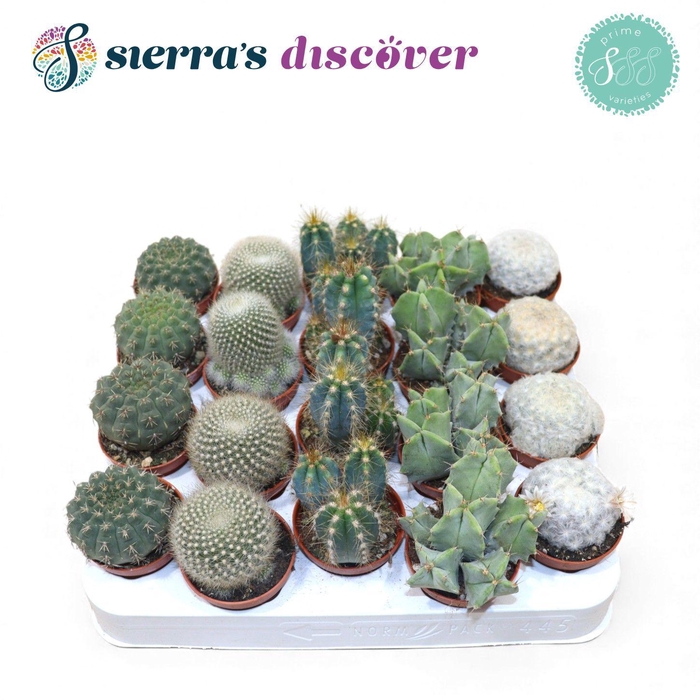 <h4>Discover® - Granada Cactus Mix (Prime)</h4>