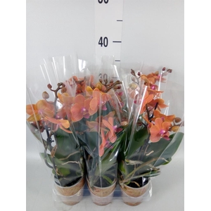 Phalaenopsis multi. 'Ant Bolzano'