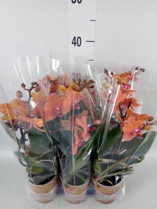 <h4>Phalaenopsis multi. 'Ant Bolzano'</h4>