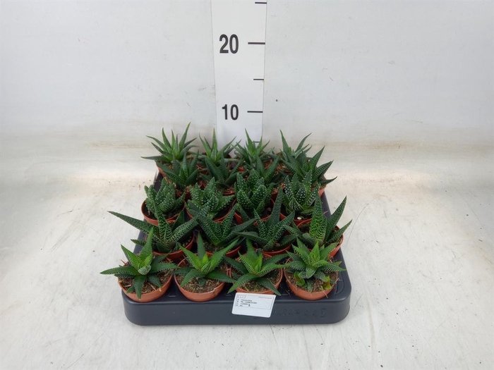<h4>Haworthia   ...mix</h4>