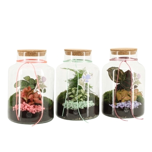 21945: Contradiction terrarium