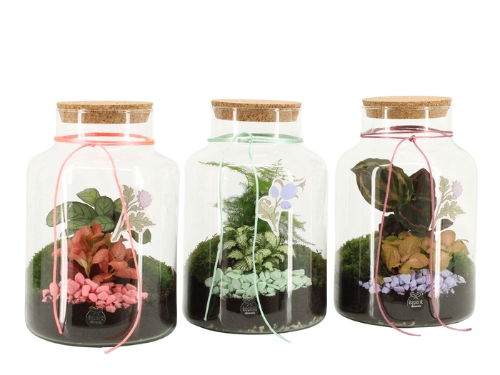 <h4>21945: Contradiction terrarium</h4>