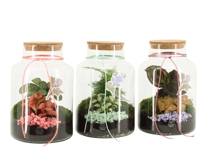 <h4>21945: Contradiction terrarium</h4>