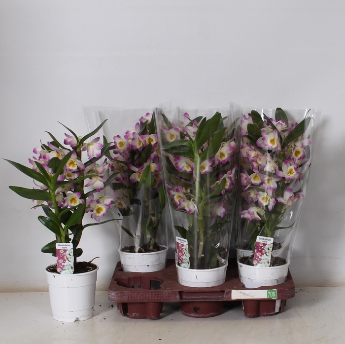 <h4>DENDR N BRIGHT EYES</h4>