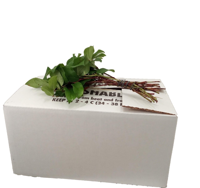 <h4>ŽAL SALALAS</h4>