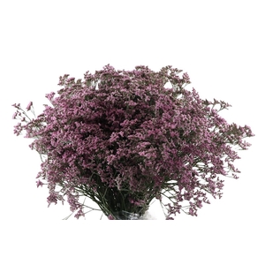 Limonium Oshi Pink Extra