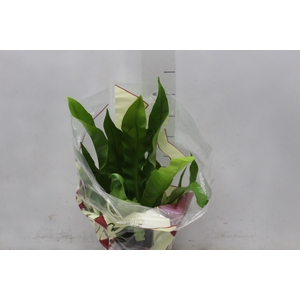 ASPLENIUM OSAKA LISO P17