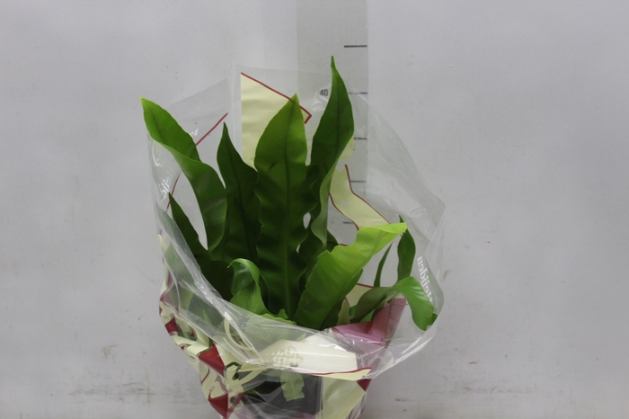 <h4>ASPLENIUM OSAKA LISO P17</h4>