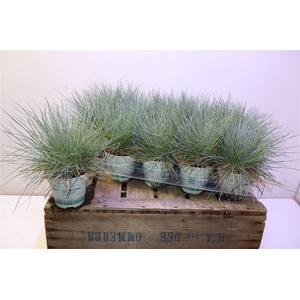 Fest Gl Compact Blue