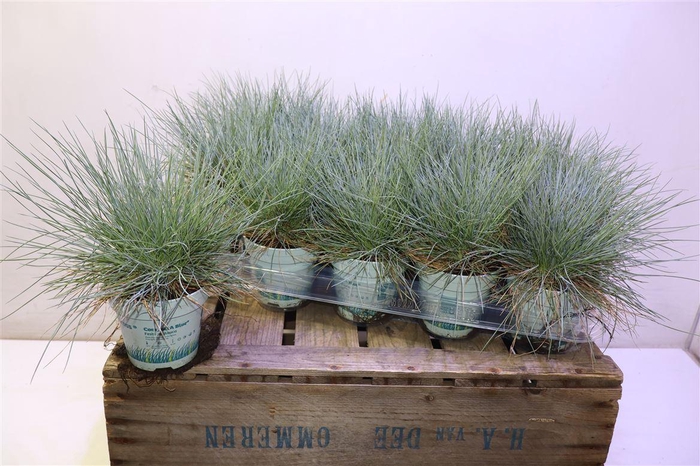 <h4>Fest Gl Compact Blue</h4>