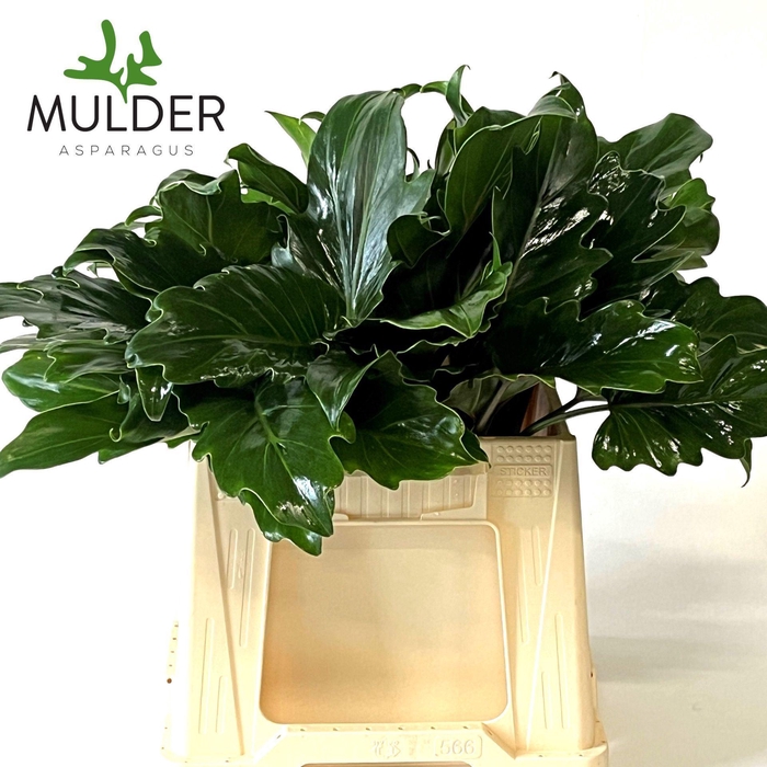 <h4>Philodendron  'Xanadu'</h4>