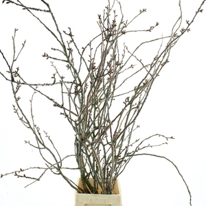 Prunus Serrulata (japanse Kers)