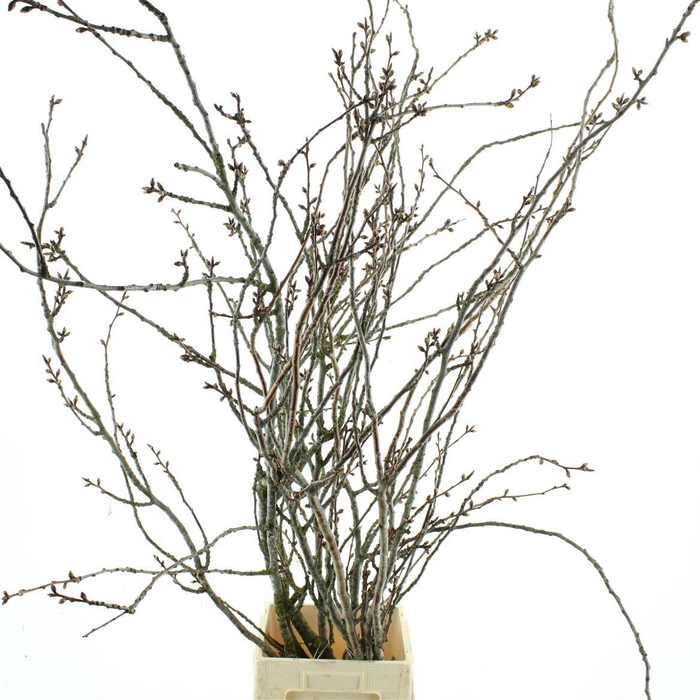 <h4>Prunus Serrulata (japanse Kers)</h4>