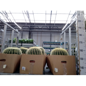 Echinocactus grusonii