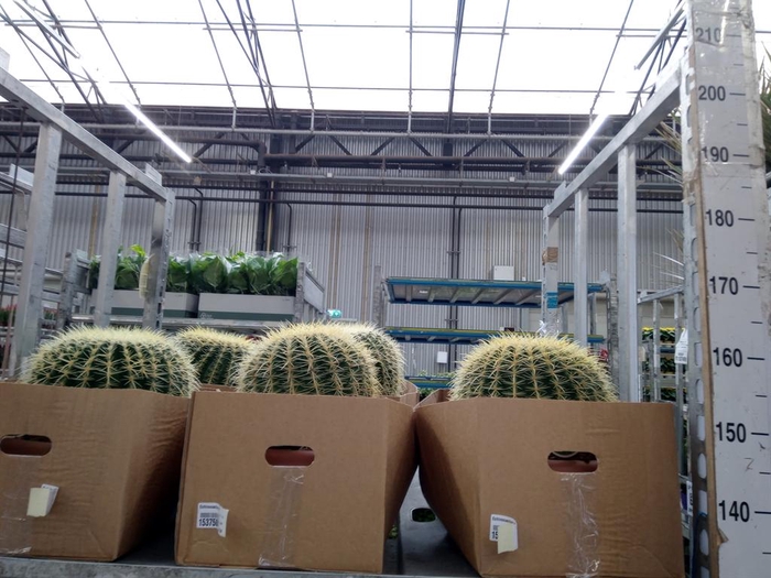 <h4>Echinocactus grusonii</h4>