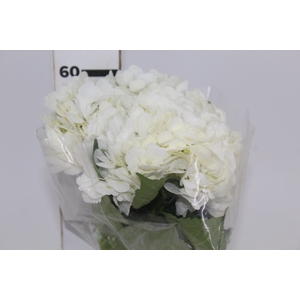 HORTENSIA BRANCA