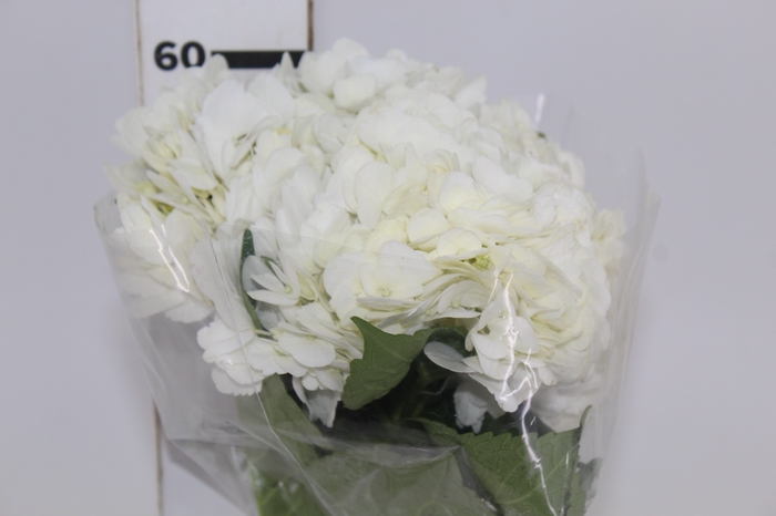 <h4>HORTENSIA BRANCA</h4>
